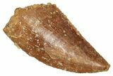 Raptor Tooth - Real Dinosaur Tooth #371487-1